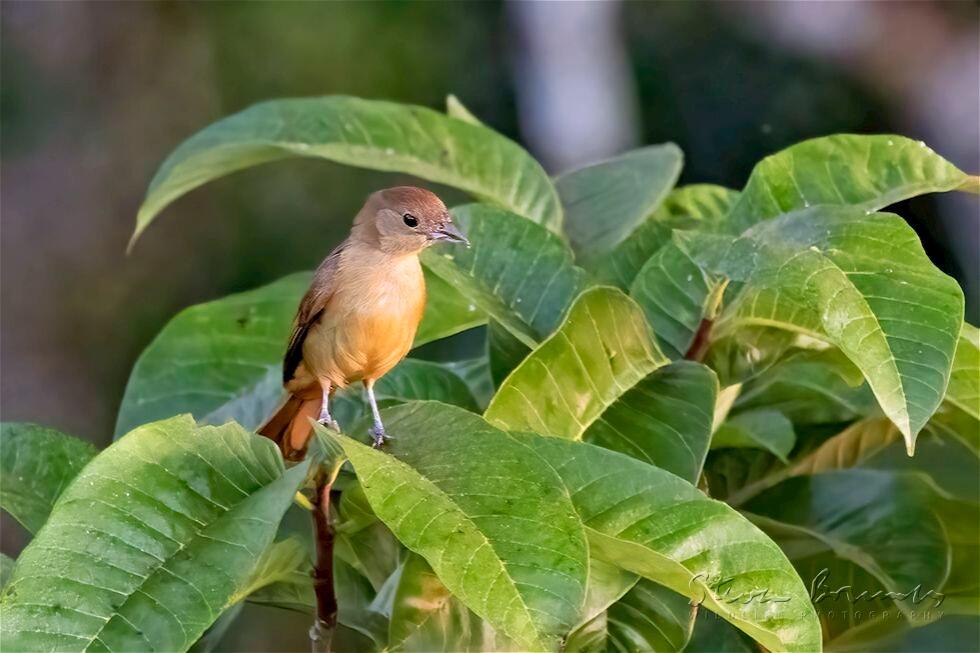 Flame-crested Tanager (Tachyphonus cristatus)