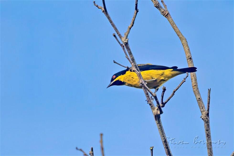 Yellow-bellied Dacnis (Dacnis flaviventer)