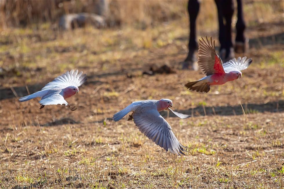 Galah (Eolophus roseicapilla)
