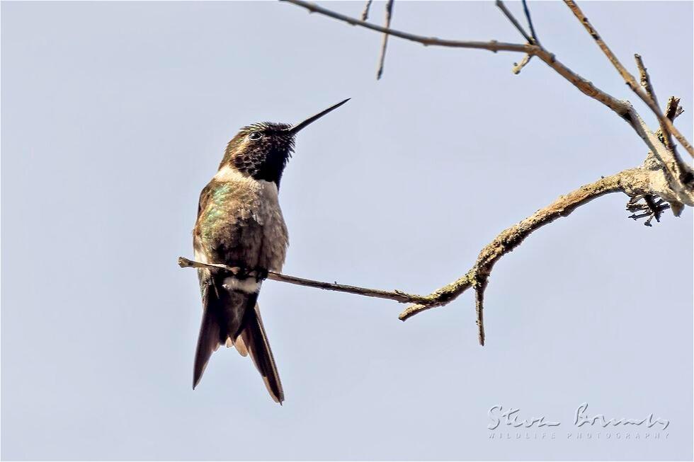 Amethyst Woodstar (Calliphlox amethystina)