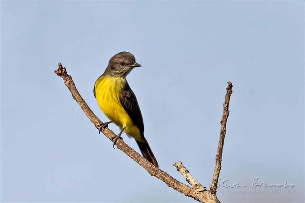 Dusky-chested Flycatcher (Myiozetetes luteiventris)