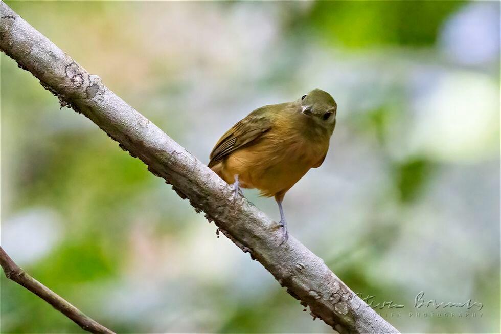 Ochre-bellied Flycatcher (Mionectes oleagineus)