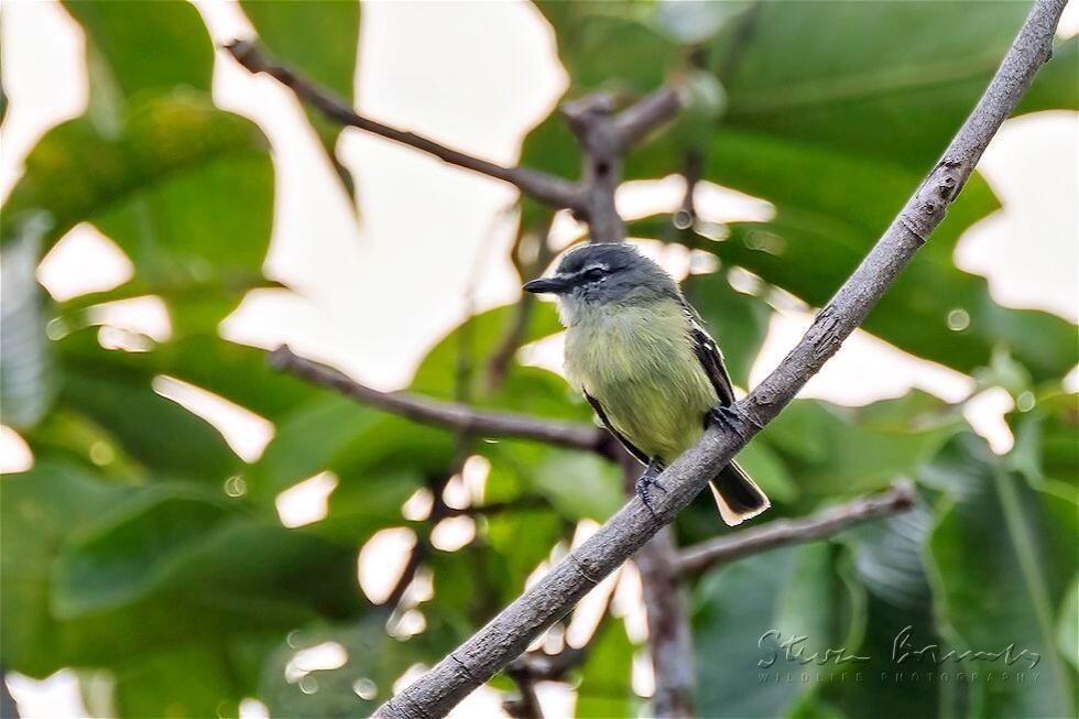 White-lored Tyrannulet (Ornithion inerme)