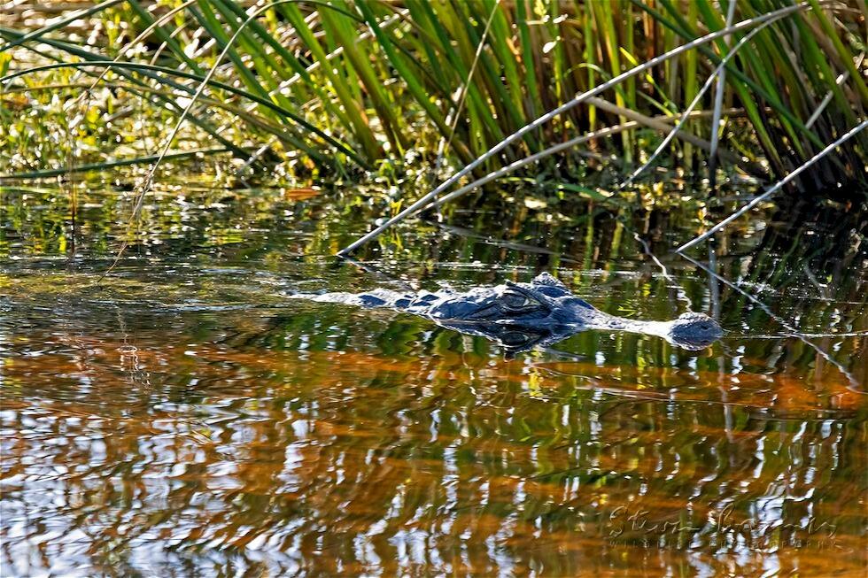 Yacare caiman (Caiman yacare)