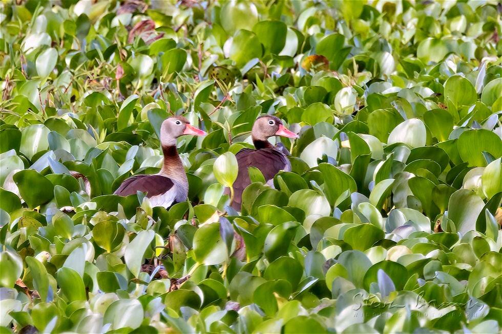 Black-bellied Whistling Duck (Dendrocygna autumnalis)