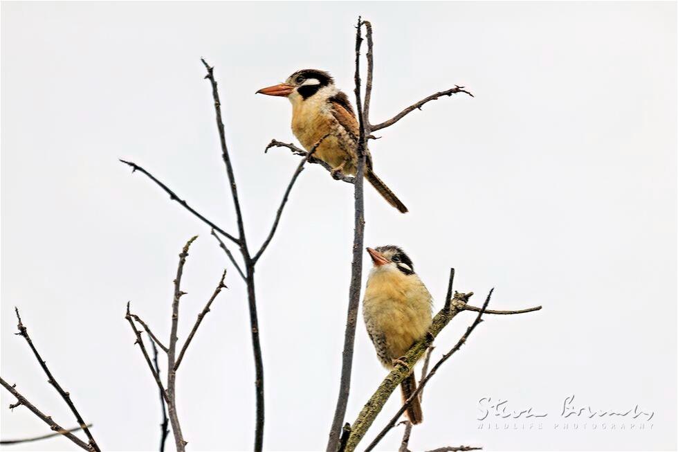 White-eared Puffbird (Nystalus chacuru)