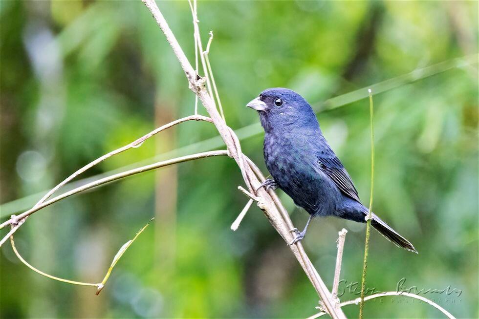 Blackish-blue Seedeater (Amaurospiza moesta)