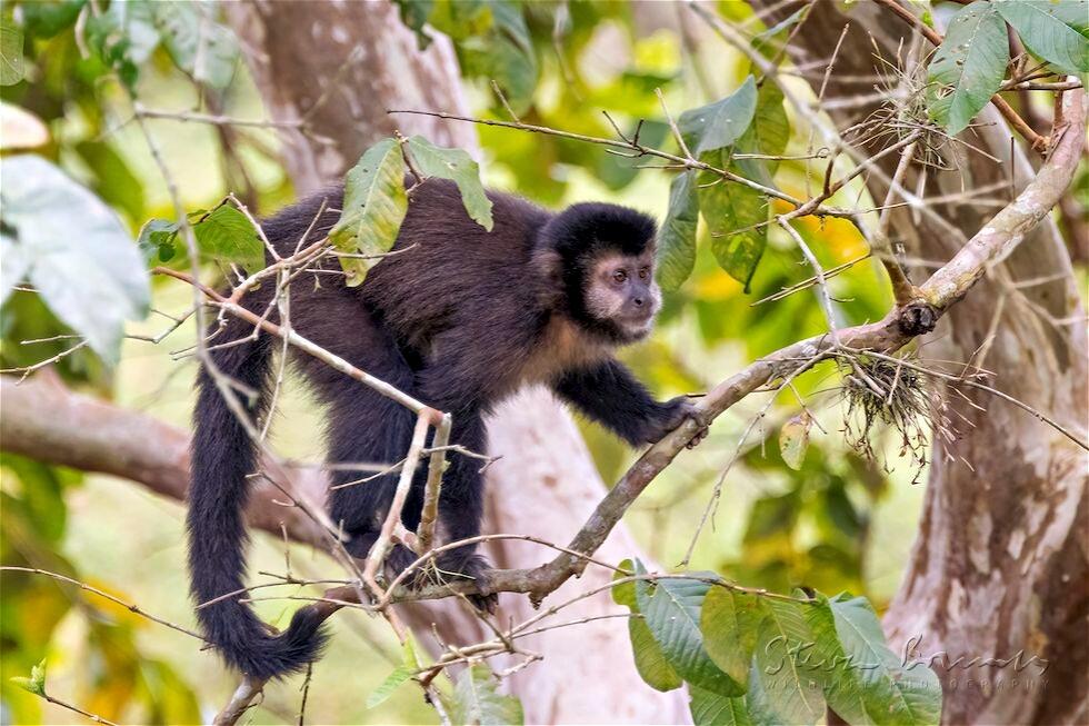 Black-Horned Capuchin (Sapajus nigritus)