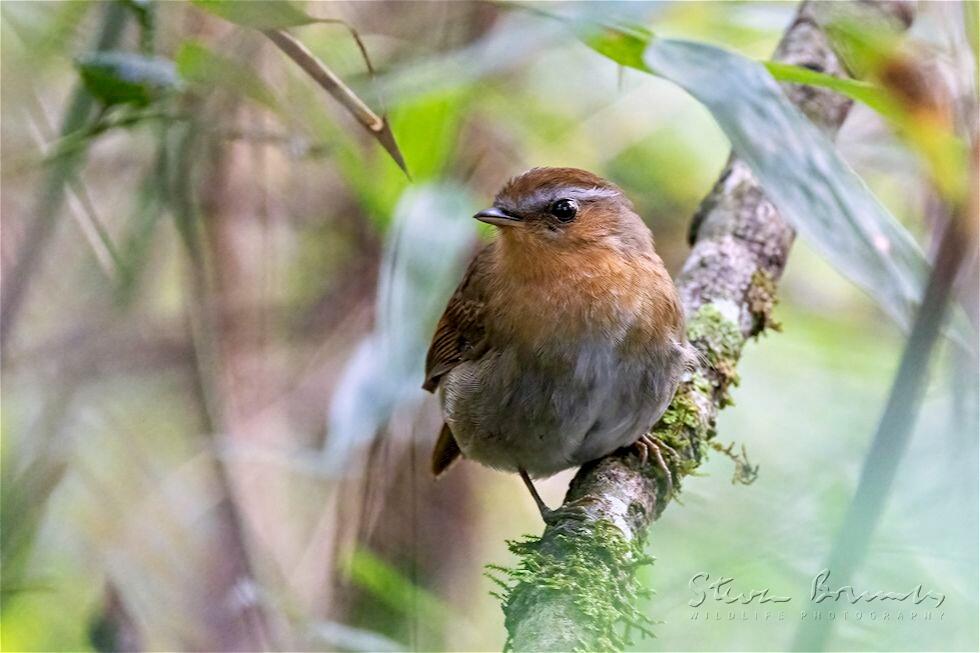 Rufous Gnateater (Conopophaga lineata)
