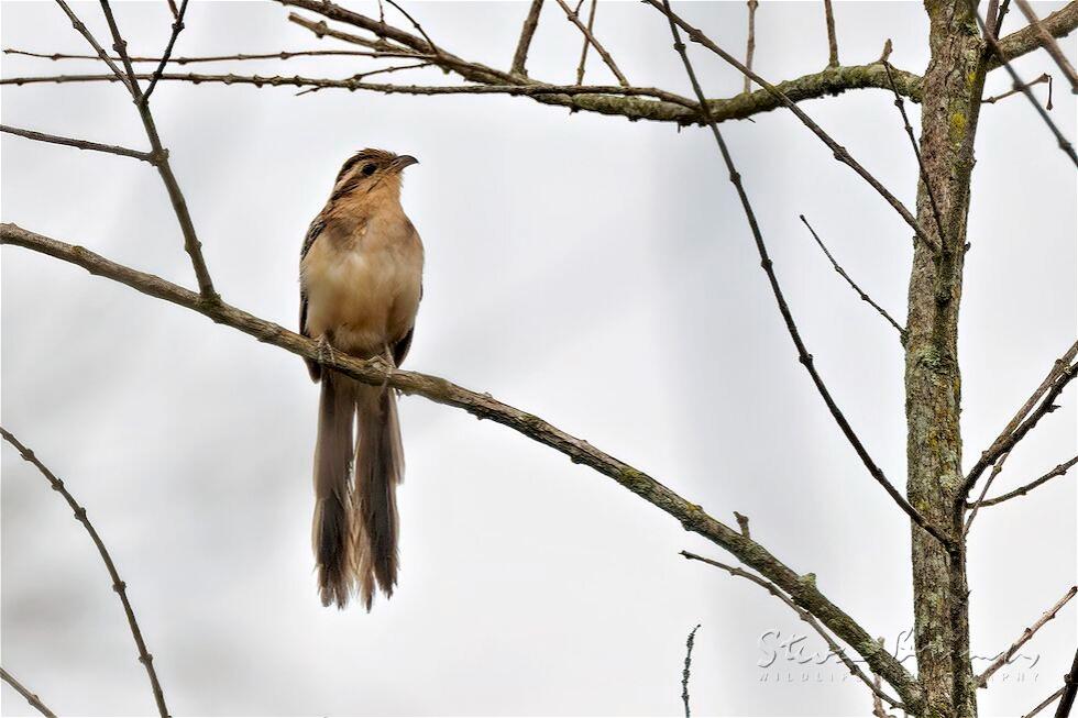 Striped Cuckoo (Tapera naevia)