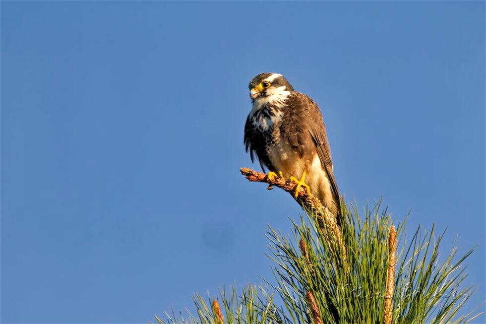 Aplomado Falcon (Falco femoralis)