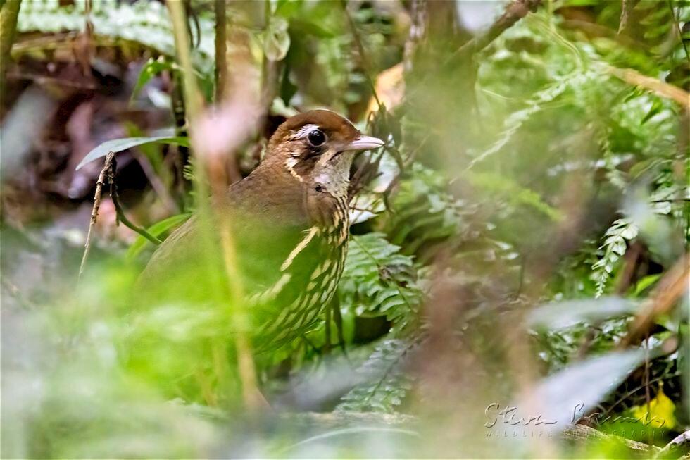 Short-tailed Antthrush (Chamaeza campanisona)