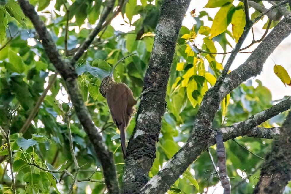 Black-billed Scythebill (Campylorhamphus falcularius)