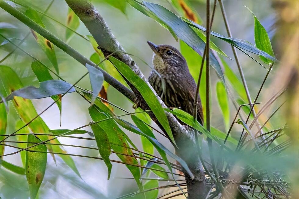 Buff-browed Foliage-gleaner (Syndactyla rufosuperciliata)