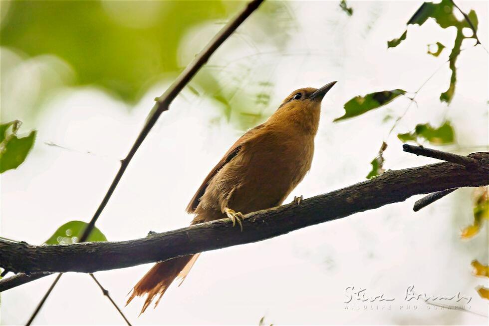 Buff-fronted Foliage-gleaner (Philydor rufum)