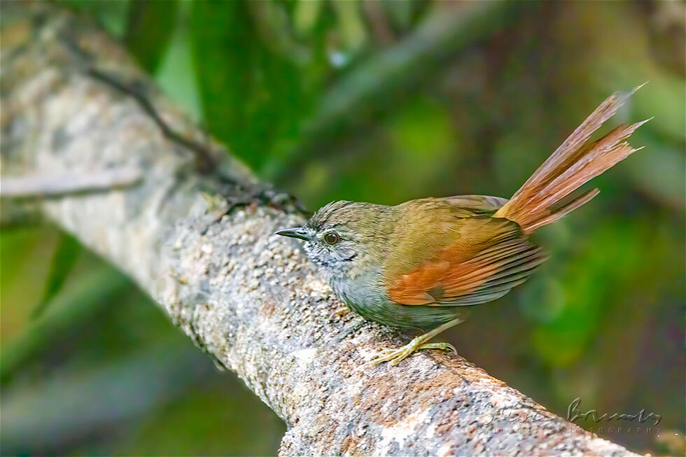 Grey-bellied Spinetail (Synallaxis cinerascens)