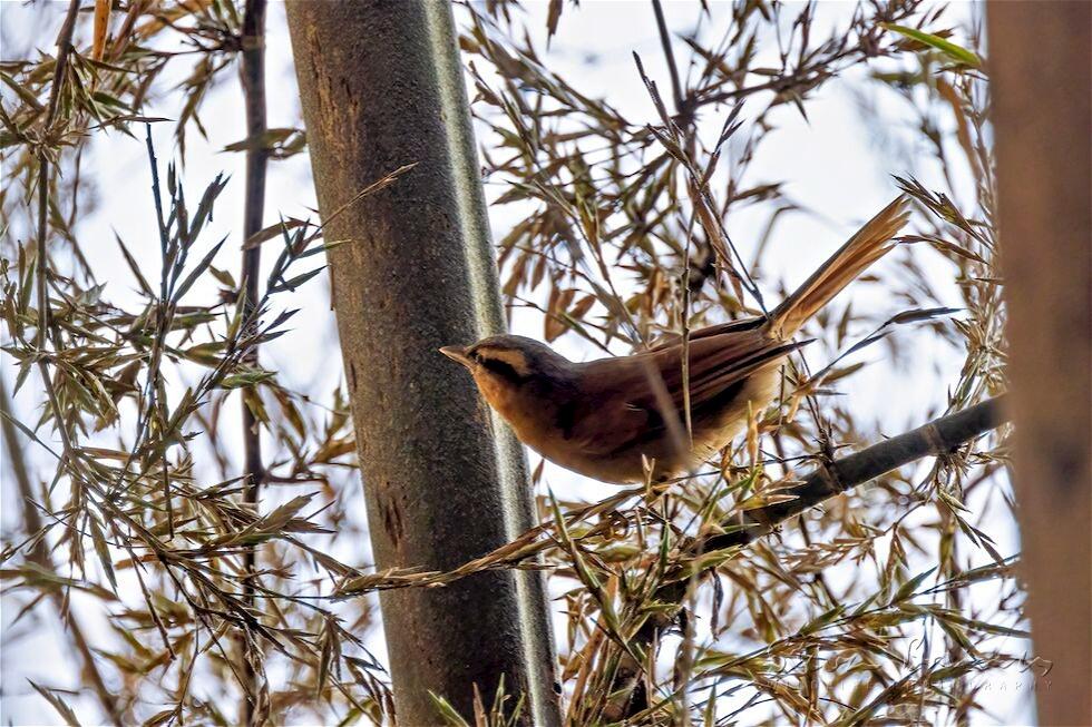 Ochre-breasted Foliage-gleaner (Philydor lichtensteini)
