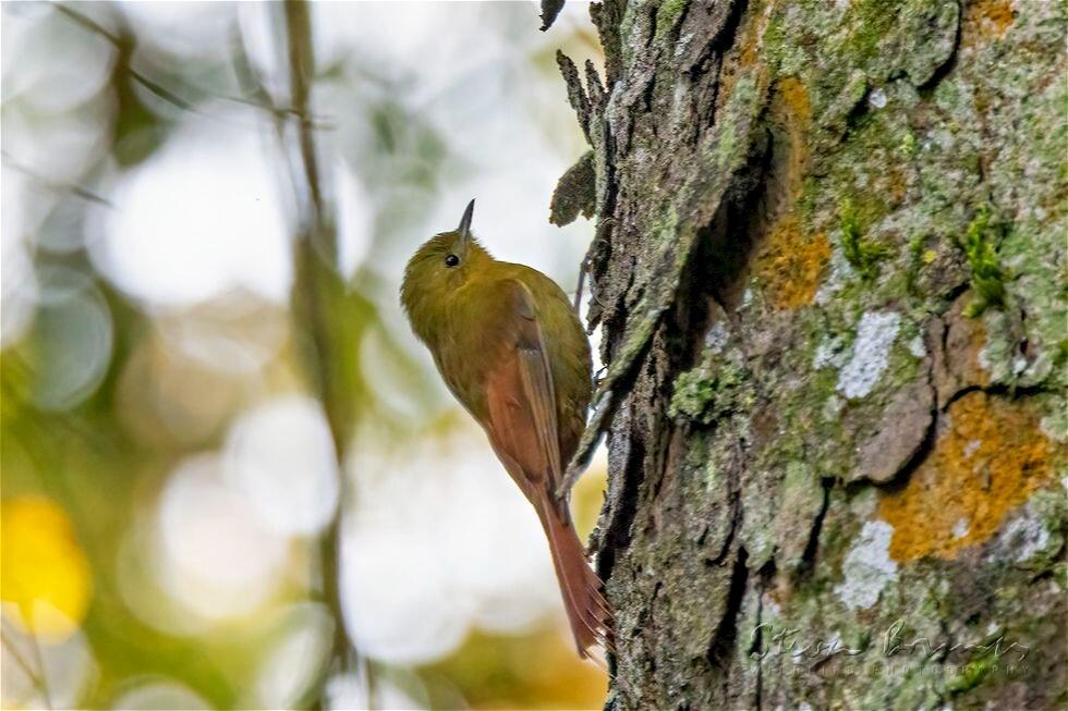 Olivaceous Woodcreeper (Sittasomus griseicapillus)