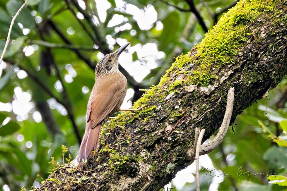 Planalto Woodcreeper (Dendrocolaptes platyrostris)