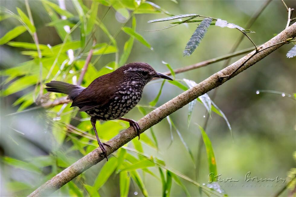 Sharp-tailed Streamcreeper (Lochmias nematura)