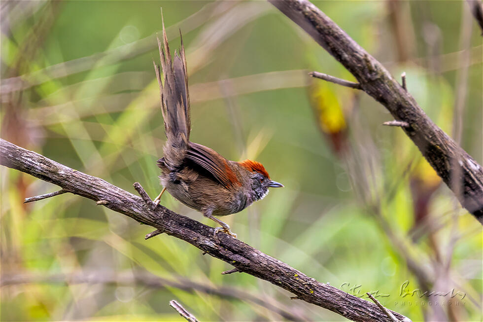 Spix's Spinetail (Synallaxis spixi)