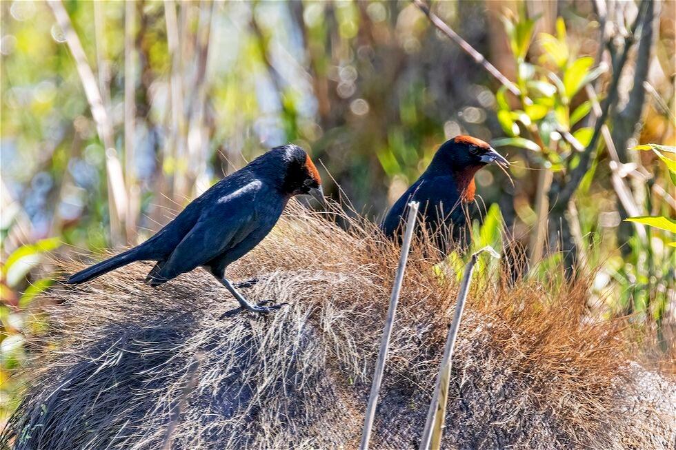 Chestnut-capped Blackbird (Chrysomus ruficapillus)