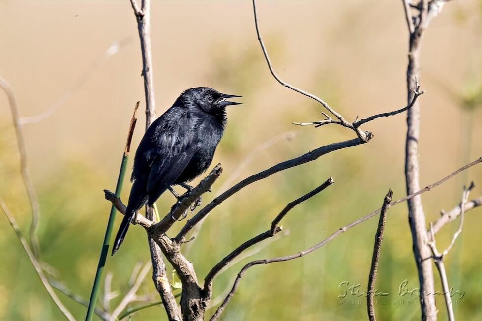 Unicolored Blackbird (Agelasticus cyanopus)
