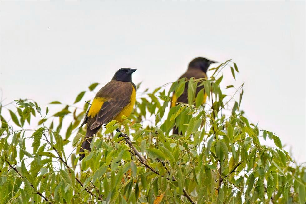 Yellow-rumped Marshbird (Pseudoleistes guirahuro)