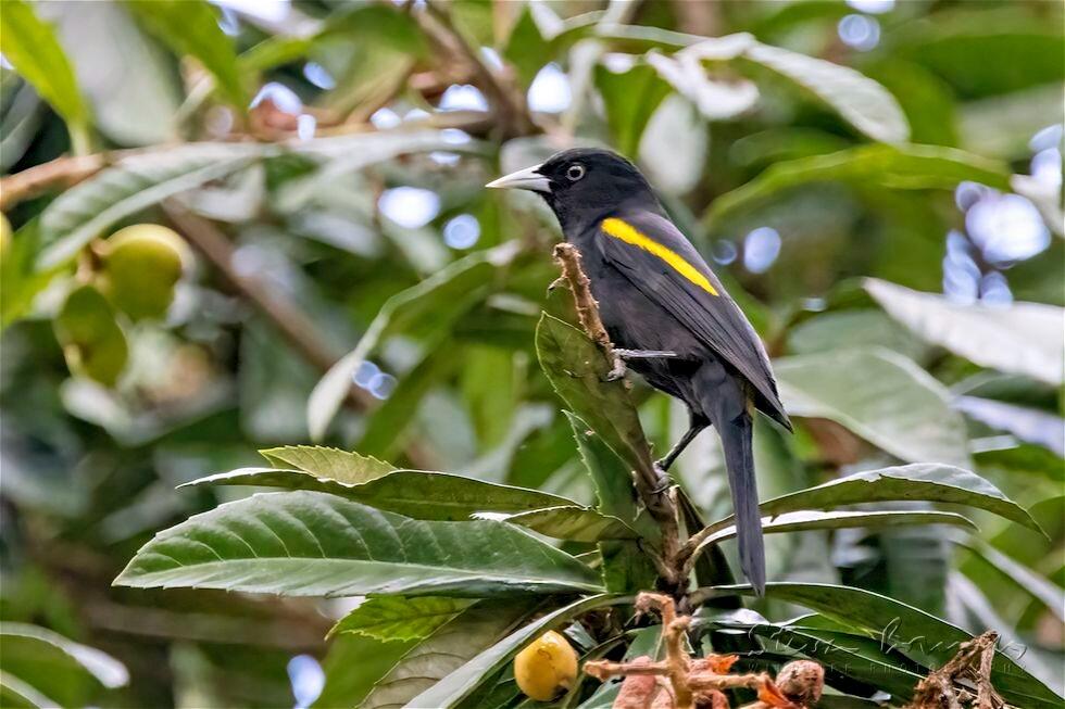 Golden-winged Cacique (Cacicus chrysopterus)