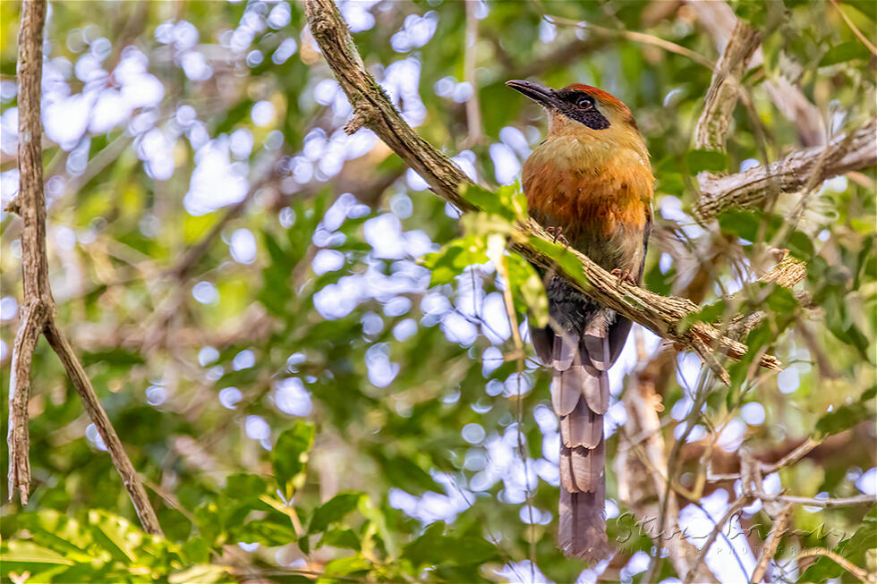 Rufous-capped Motmot (Baryphthengus ruficapillus)
