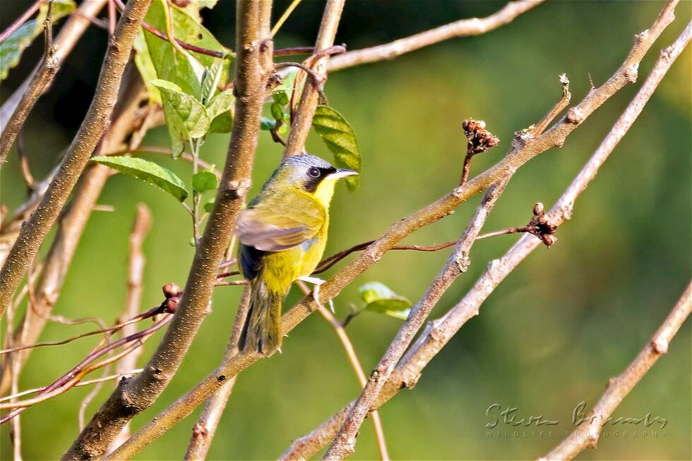 Masked Yellowthroat (Geothlypis aequinoctialis)