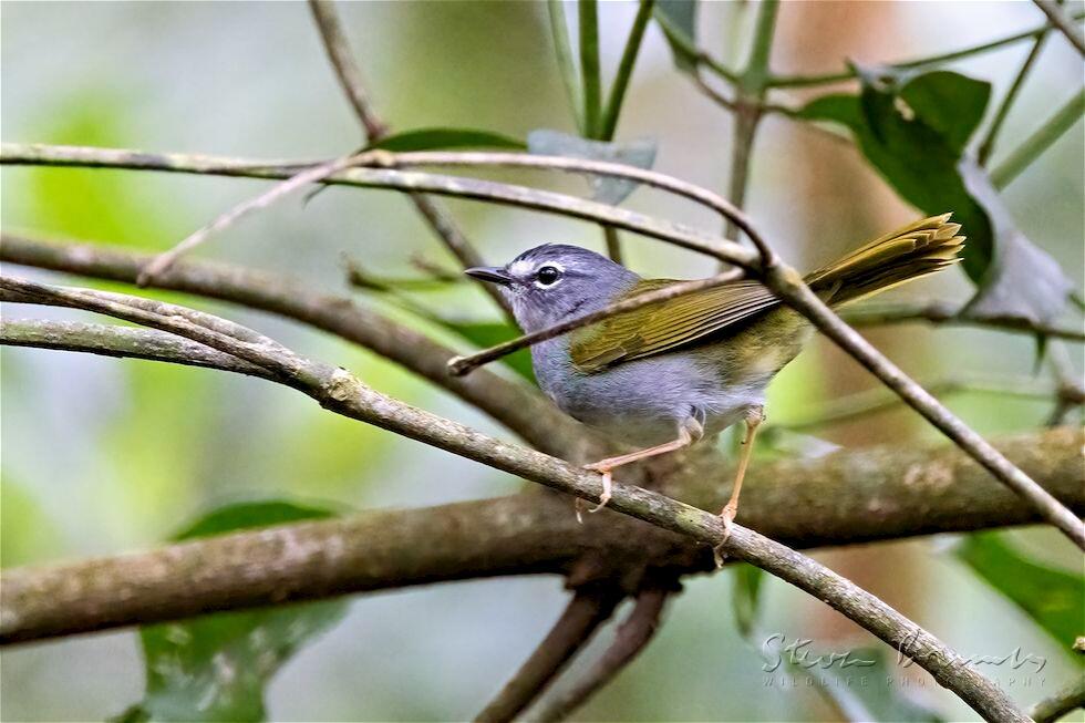 White-rimmed Warbler (Myiothlypis leucoblephara)