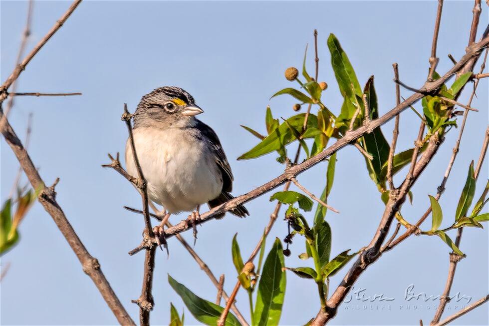 Grassland Sparrow (Ammodramus humeralis)