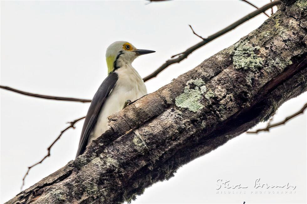 White Woodpecker (Melanerpes candidus)
