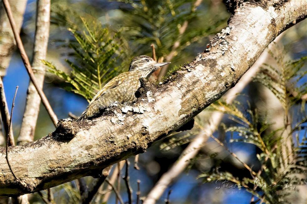 White-spotted Woodpecker (Veniliornis spilogaster)