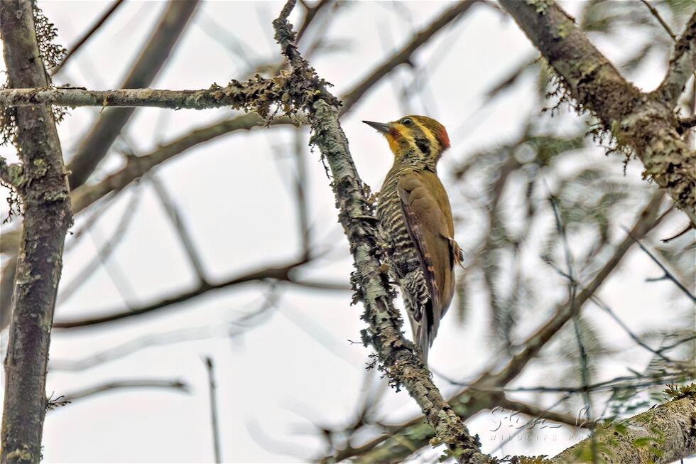 Yellow-browed Woodpecker (Piculus aurulentus)