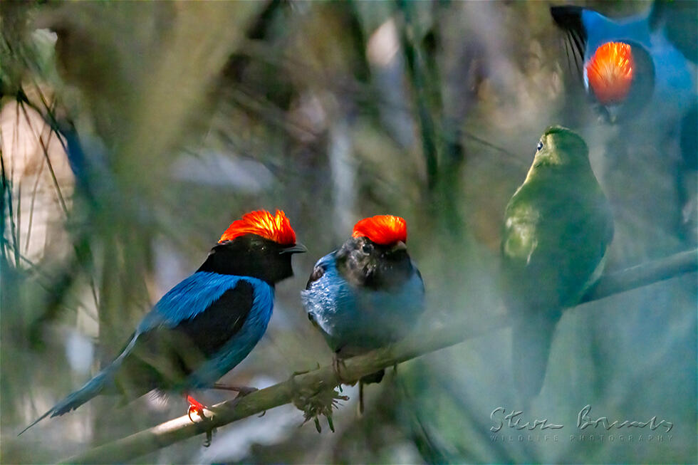 Blue Manakin (Chiroxiphia caudata)