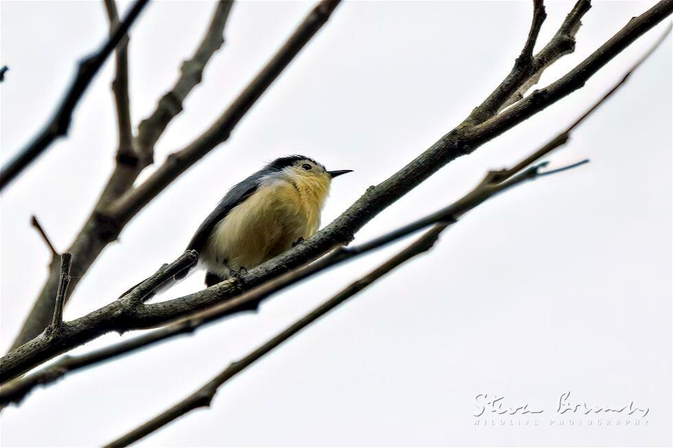 Creamy-bellied Gnatcatcher (Polioptila lactea)