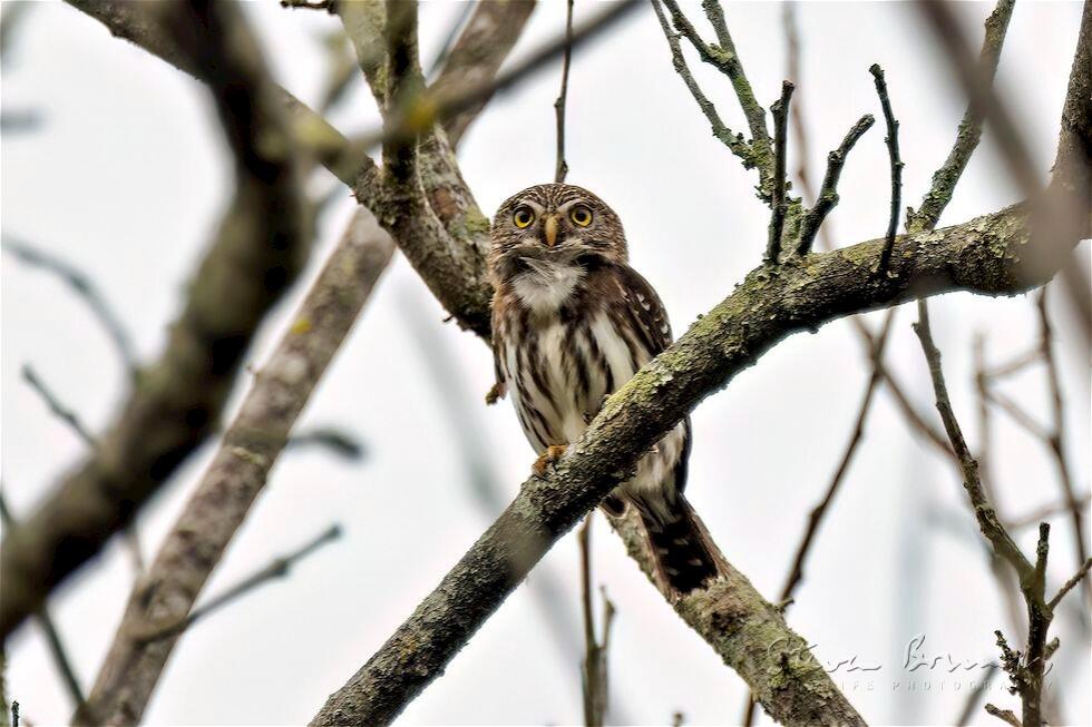 Ferruginous Pygmy Owl (Glaucidium brasilianum)