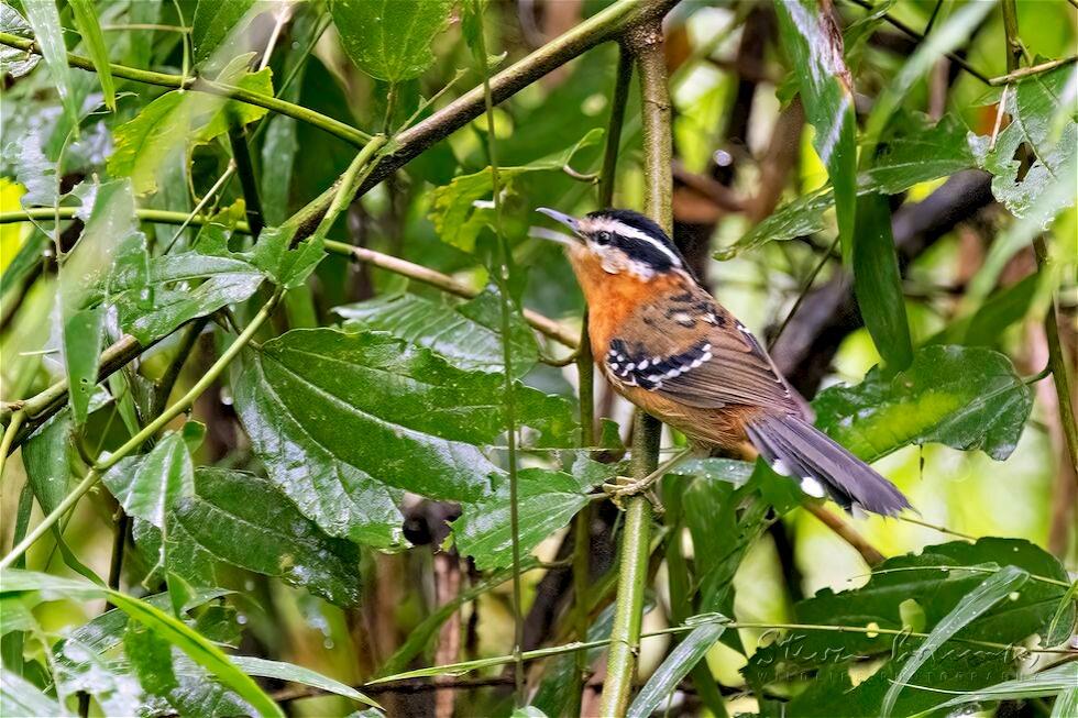 Bertoni's Antbird (Drymophila rubricollis)