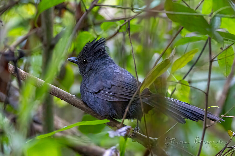 Tufted Antshrike (Mackenziaena severa)