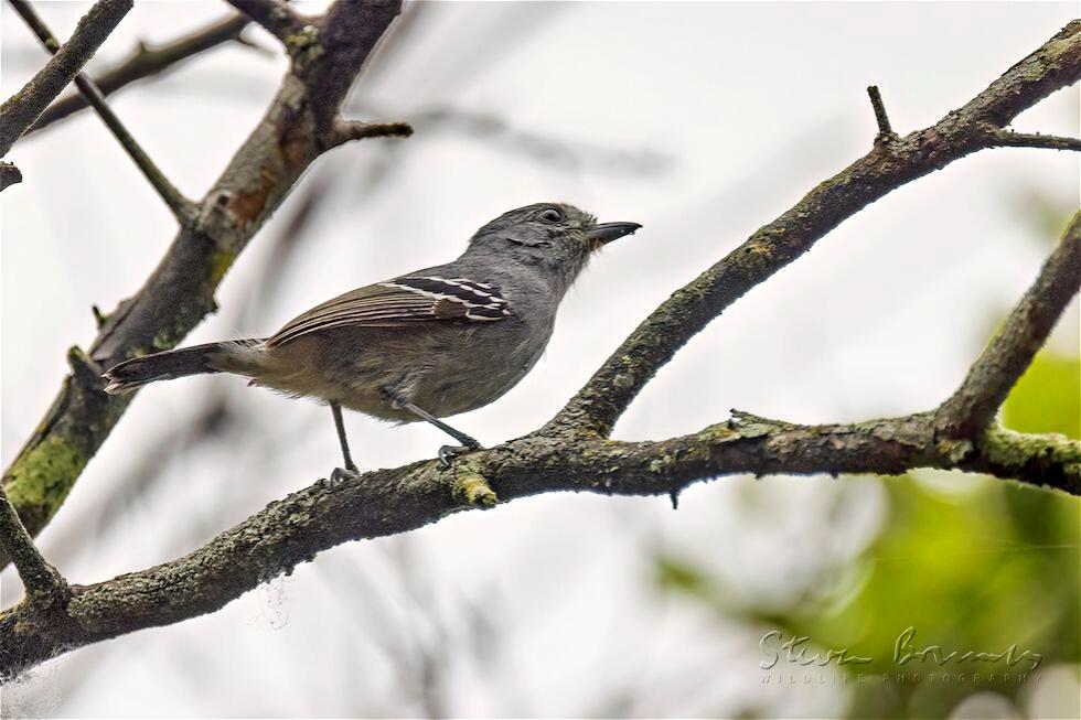 Variable Antshrike (Thamnophilus caerulescens)