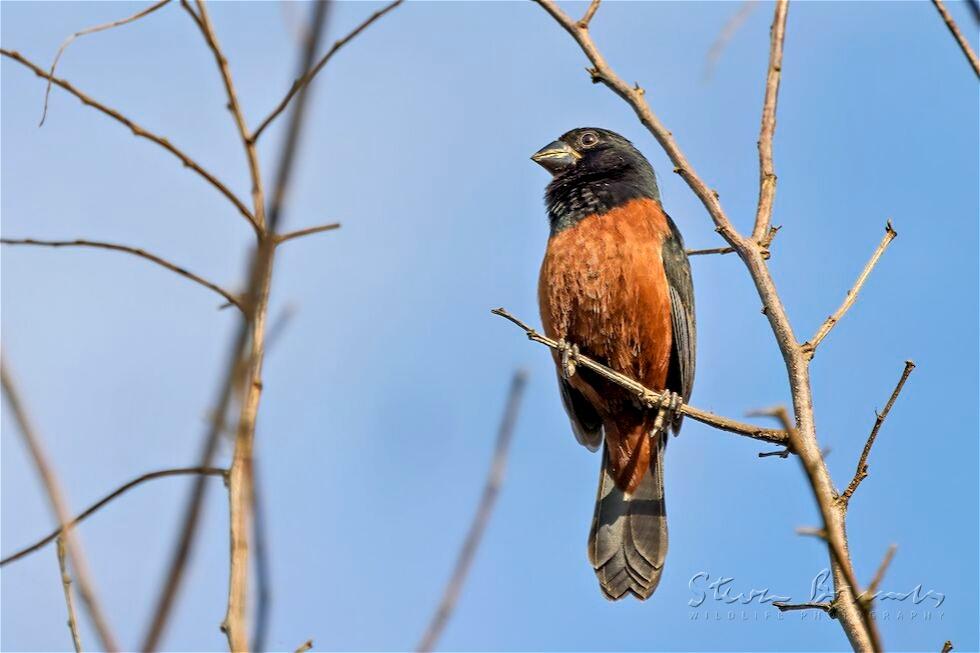 Chestnut-bellied Seed Finch (Oryzoborus angolensis)