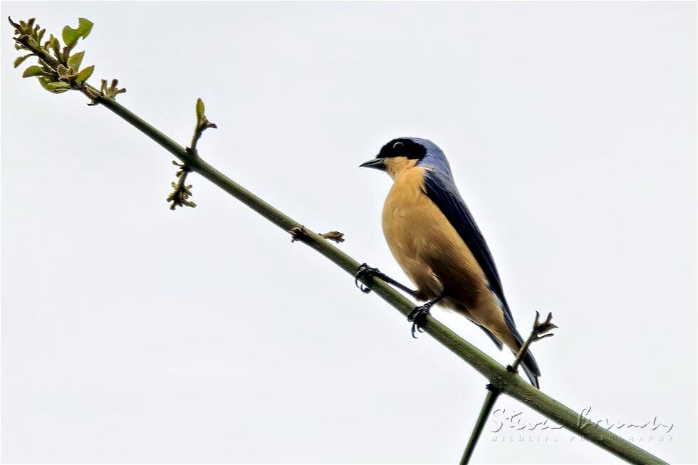 Fawn-breasted Tanager (Pipraeidea melanonota)