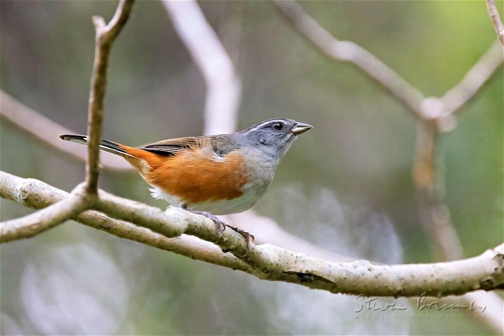 Grey-throated Warbling Finch (Poospiza cabanisi)