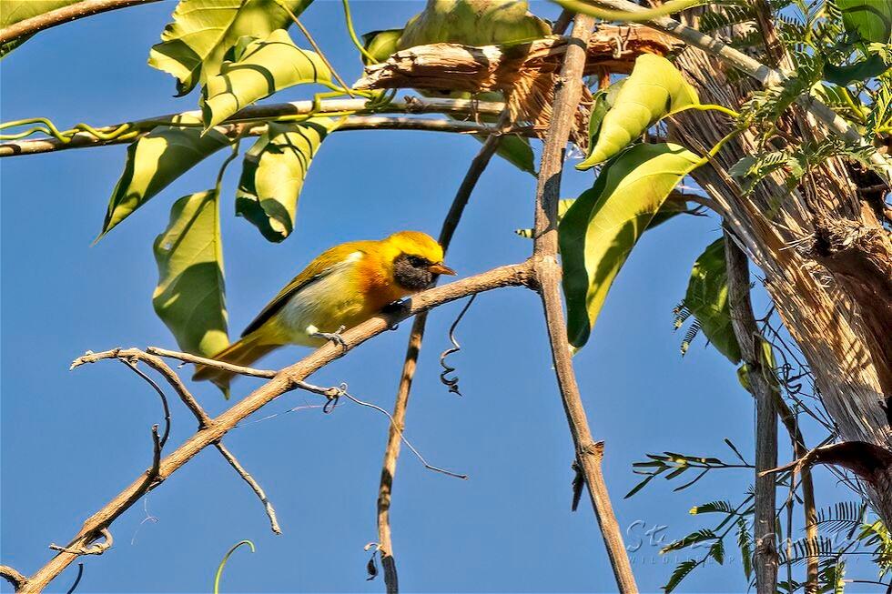 Guira Tanager (Hemithraupis guira)