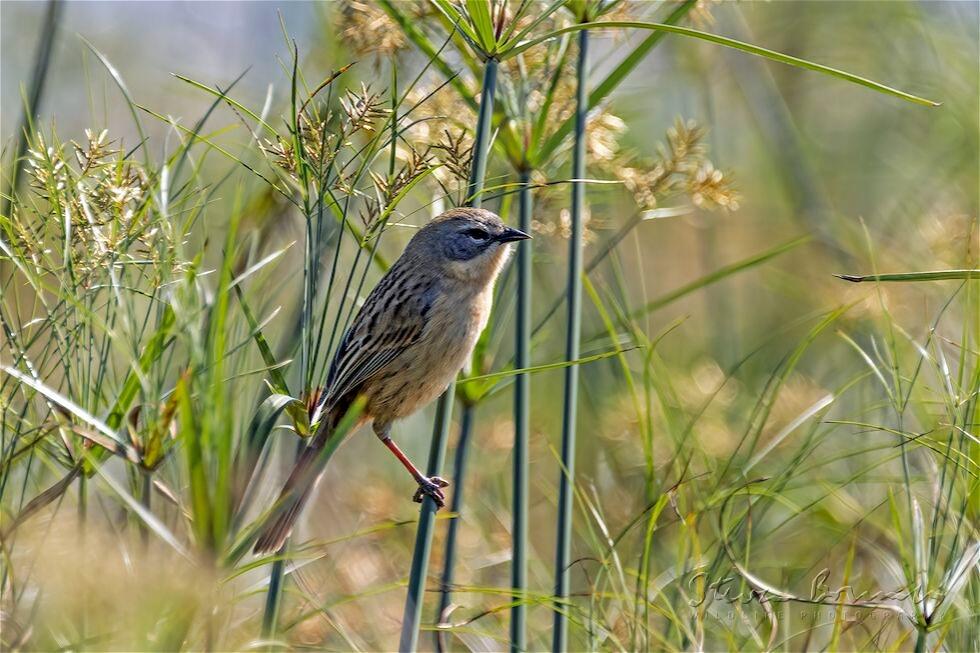 Long-tailed Reed Finch (Donacospiza albifrons)