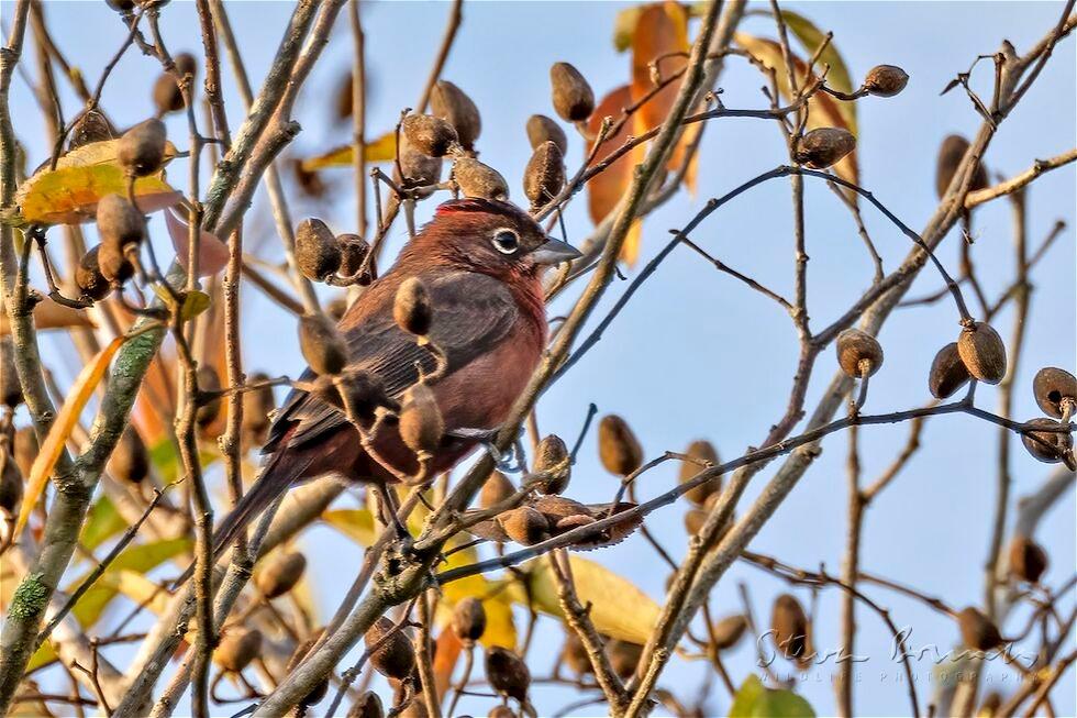 Red Pileated Finch (Coryphospingus cucullatus)