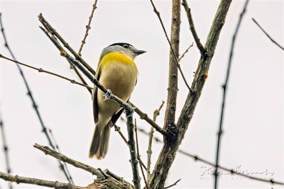 Green-backed Becard (Pachyramphus viridis)