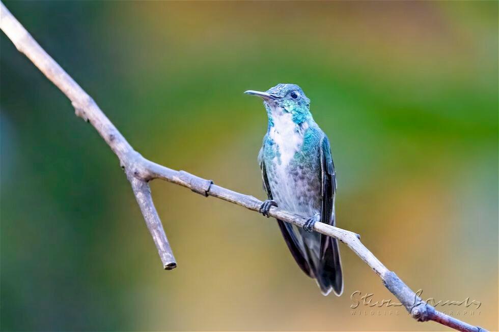Versicolored Emerald (Amazilia versicolor)